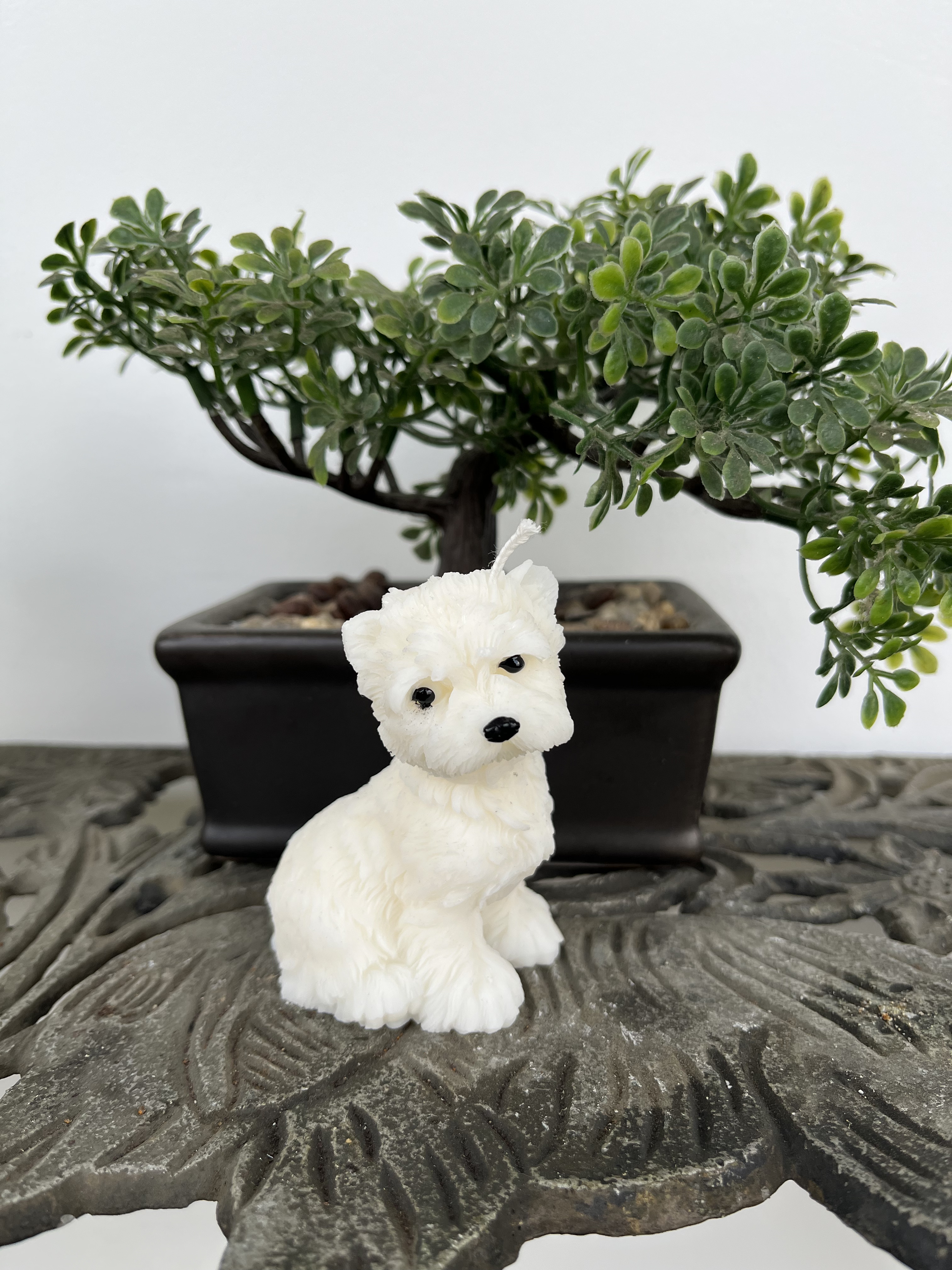 Vela Terrier Escocés (Westie)